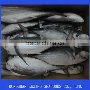 Frozen Hard Tail Scad Fish thumbnail-1