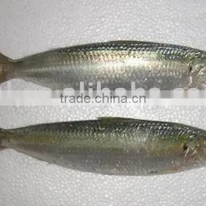Frozen Sardine Fish,frozen Sardine Fish ,for Canned Sardine , thumbnail-1