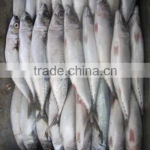 Frozen Mackerel (500g Up) thumbnail-1