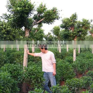 Ficus Nitida Good Quality Farm thumbnail-1