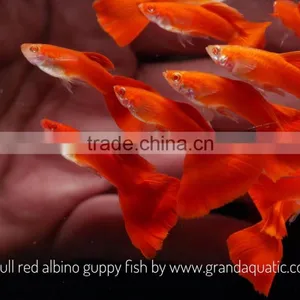 Full Red Albino Guppy for Freshwater Aquarium Fish Export Company From Thailand thumbnail-1