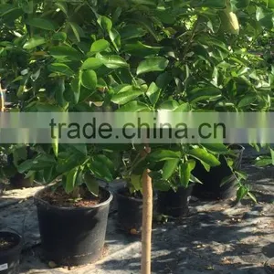 Mandarine Tree - Citrus Reticulata thumbnail-4