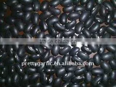 Black Kidney Beancrop 2011 thumbnail-1