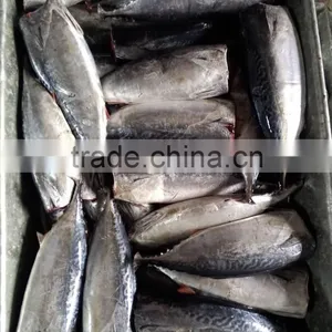 2015 Frozen Bonito HGT 300g+/pc for Canned thumbnail-3