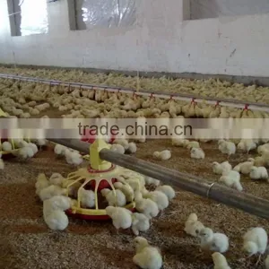 2016 Modern Automatic Quail Poultry Feeding Equipment thumbnail-4