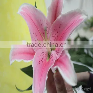 China Oriental Lily Flower Wholesale Fresh Cut Flowers thumbnail-3