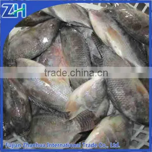 Frozen Whole Tilapia Fish Exporter thumbnail-1