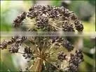 Parsley Seed Oil thumbnail-1