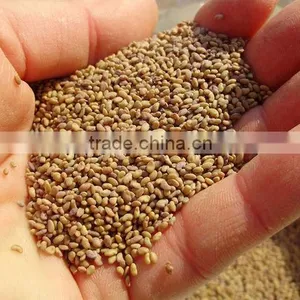 Alfalfa Grass Seeds For Sale thumbnail-1
