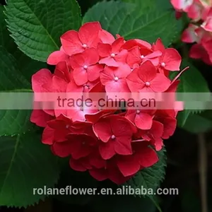 Low Price And High Quality Natural White Hydrangea Hydrangeas For Wedding From Kunming, Yunnan thumbnail-1