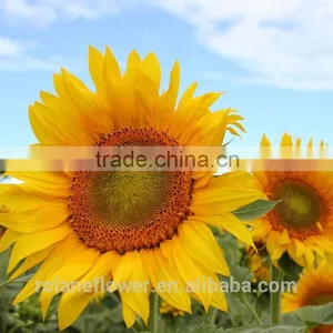 Hot Sale New Product China Fresh Sunflower Flower for Wedding Decoration thumbnail-1
