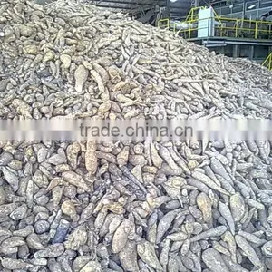 Cassava thumbnail-1