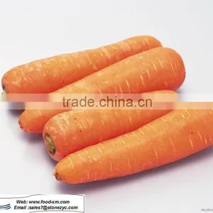 2012 Fresh Red Carrot thumbnail-1