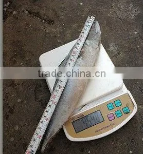 Frozen Pacific Mackerel Fish Whole Round thumbnail-1