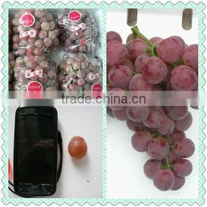 Fresh Fruits of Red Global Grape thumbnail-1