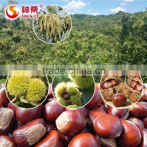 New Crop Fresh Chestnut is the Best Fruit and Vegetables thumbnail-2