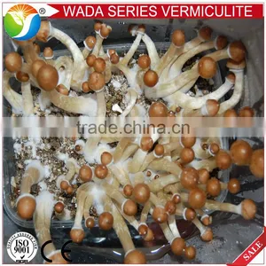 Good Quality Growing Medium Vermiculite for Soil Aeration thumbnail-1