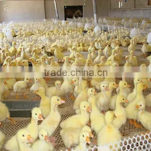 Best Price!! HDPE Construction Safety Net/construction Safety Net/Plastic Net Plastic Flat Mesh thumbnail-5
