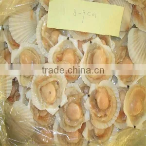 Seafood Frozen Scallop Price(half Shell) thumbnail-1