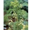 Astragalus Polysaccharide thumbnail-1