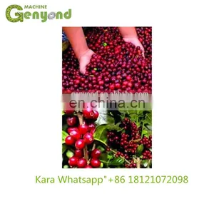 Fresh Coffee Peeling Machine/fresh Coffee Bean Peeler/fresh Coffee Bean Pulper thumbnail-5