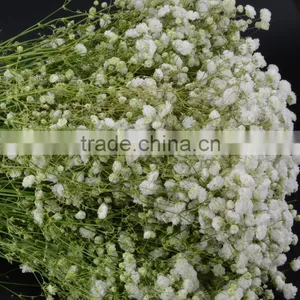 Excellent Quality Best Selling Fresh Excellent Quality Fresh Gypsophila thumbnail-6