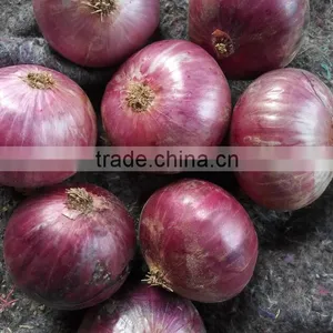 2016 New Crops Red Onion thumbnail-1