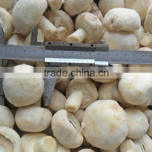 IQF Taro With Best Quality and Hot Price thumbnail-1