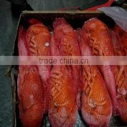 Canadian Frozen Cooked /raw Lobster thumbnail-1