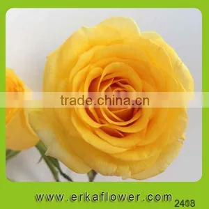 2016 New Product Crazy Selling Wide Varieties Fresh Rose thumbnail-2