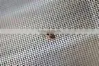 Stainless Steel Window Screening thumbnail-1