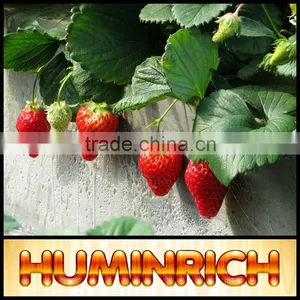 FAQ 8--How To Prevent And Treat Diseases Of Strawberry? thumbnail-3