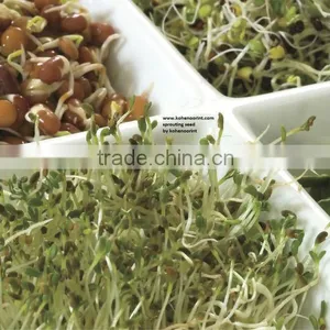 Alfalfa Sprout thumbnail-1
