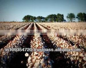 Organic Raw Cotton thumbnail-1