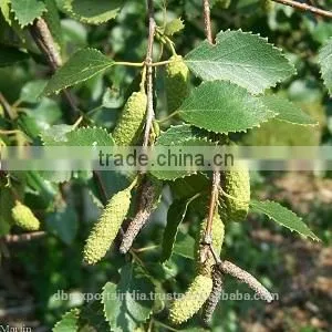 Birch Tar Oil thumbnail-1