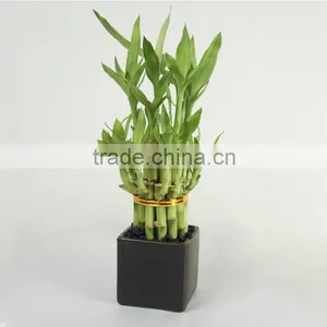 Aquatic Lucky Bamboo Decoration Wholesale thumbnail-6