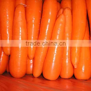 Fresh Preserved Carrots thumbnail-2