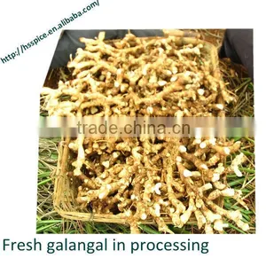 2015 New Crop Galangal Roots thumbnail-2