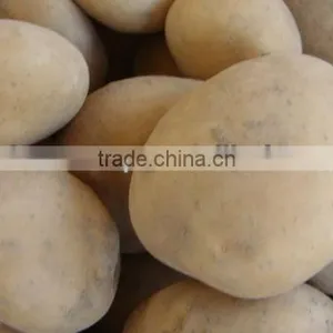 2017 Pakistan New Crop Fresh Potato thumbnail-1