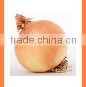 Best Quality Fresh Products Red/yellow Onion From China thumbnail-2