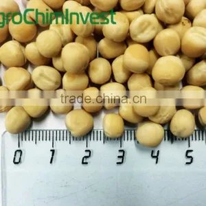YELLOW PEAS thumbnail-1