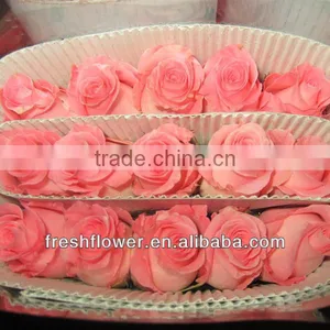 Fresh Cut Flowers of Beautiful Rose Flower thumbnail-1