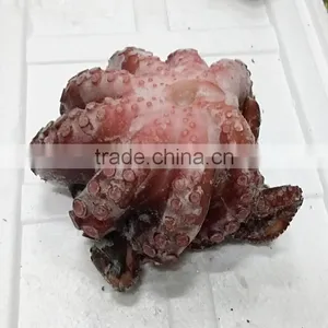 Octopus thumbnail-2