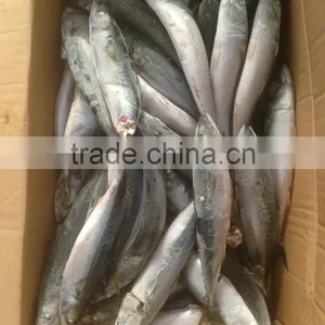 Sea Frozen Pacific Mackerel thumbnail-1