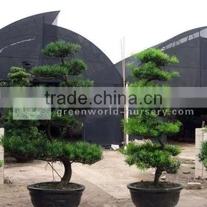 Podocarpus Macrophyllus for Landscaping thumbnail-1