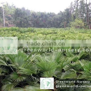 Trachycarpus Fortunei Nursery Field thumbnail-1