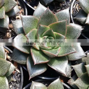 Echeveria Hybrid Purpusorum Decorativ Succulent Plants, Tropical Plants thumbnail-1
