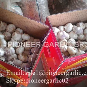 New Crop Natural Fresh Jinxiang Shandong White Garlic thumbnail-4