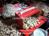 5-5.5cm Fresh Normal White Garlic In 10kg Carton Box Packing thumbnail-3