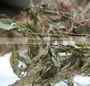 Row of Grass, Lysimachia Sikokiana, Food Seasoning thumbnail-1